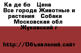 Ка де бо › Цена ­ 25 000 - Все города Животные и растения » Собаки   . Московская обл.,Жуковский г.